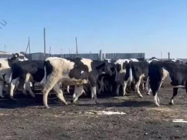 Vaca, Raza Holstein