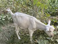 بز نر, Saanen goat — عکس 2