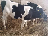 गाय, Russian Black pied cattle — फ़ोटो 6