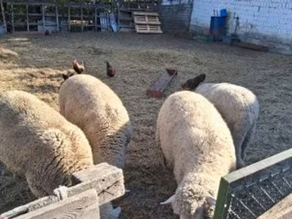 公羊, Merino sheep
