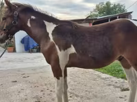 雄馬, Hungarian horse breed — 写真 4