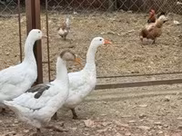 Geese — 写真 3