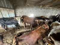 Toro, Ganado vacuno — foto 6
