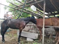 اسب نر, اسب — عکس 2