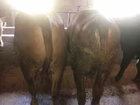 Stier, Runderen — foto 6