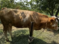 Lembu betina, Cattle — foto 5
