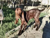 बकरी, Kamori goats — फ़ोटो 4