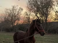 Cavallo, Akhal-Teke — foto 1