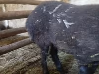 Sheep, Sheep — photo 2