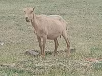 Kozel, Saanen goat — foto 2