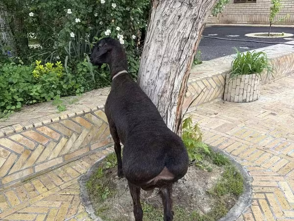 قوچ, گوسفند