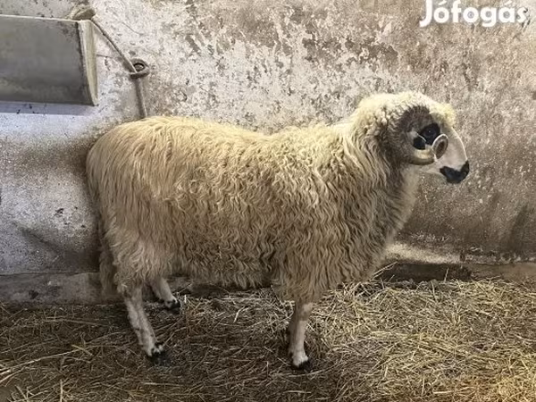 Vædder, Racka sheep