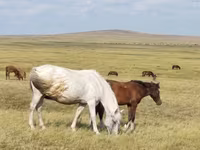 مادیان, اسب — عکس 2