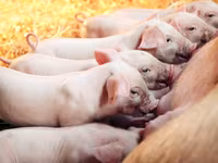 Premixuri pentru animale şi păsări / Премиксы для птиц и животных — φωτογραφία 3