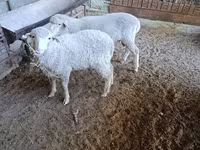 Domba jantan, Baerchuke sheep — foto 3