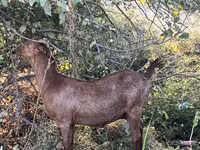Capra, Nubian Goat — foto 8