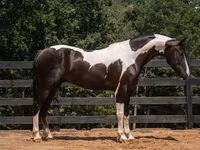 ცხენი, Friesian — ფოტო 2