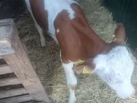 Dibi, Simmental cattle — sawirka 5