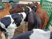 Cow, Limousin cow — photo 1