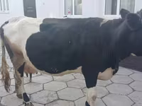 Сиыр, Russian Black pied cattle — 1-сурет