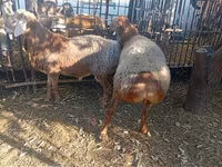 قوچ, Hissar sheep — عکس 2