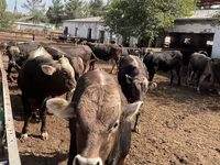گاو و گوساله (گروه، جنسیت مشخص نشده), Swiss cattle — عکس 3