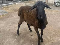 แกะตัวผู้, Rhon sheep — รูปภาพ 5