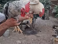 Chickens — foto 3