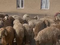 Montone, Rhon sheep — foto 2