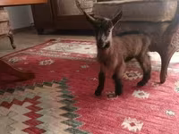 Kozel, Alpine goat — foto 2