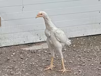 Chickens — 4. fotó