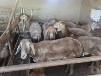 قوچ, Baerchuke sheep — عکس 2