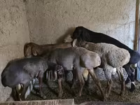 Ovan, Rhon sheep — fotografija 5