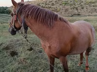 Kuda betina, Horses — foto 2