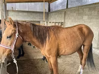 Hingst, Heste — foto 4