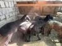 แกะตัวผู้, Rhon sheep — รูปภาพ 7