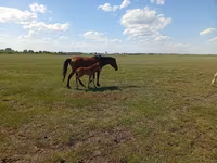 ม้าตัวเมีย, Kinsky horse — รูปภาพ 3