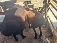 بھیڑ, بھیڑیں — تصویر 5