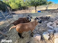 Ոչխար, Cameroon sheep — լուսանկար 6