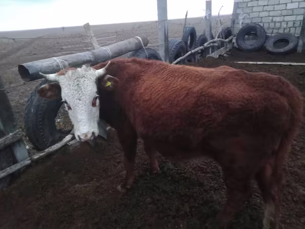 Toro, Hereford