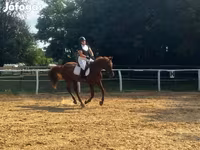 Ngựa đực, Oldenburg horse — ảnh 4