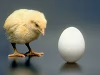 Chickens — फ़ोटो 2
