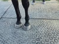 Kuda betina, Nonius horse — foto 4