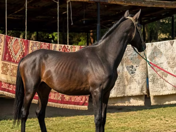 Faras, Arabian horse