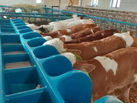 Boğa, Simmental cattle — foto 8