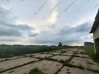 Ng'ombe jike, Aina ya ng'ombe wa Ukaratini wa Bukovinian wa rangi nyekundu na madoa. — picha 5
