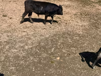 ወንድ በሬ, Cattle — ፎቶ 2