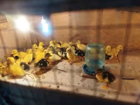 Ducks — ფოტო 4