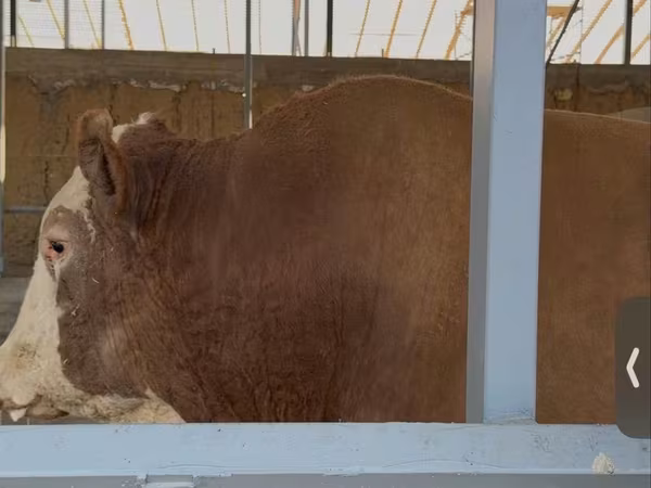 Bik, Simmental cattle