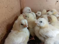 Chickens — ፎቶ 3